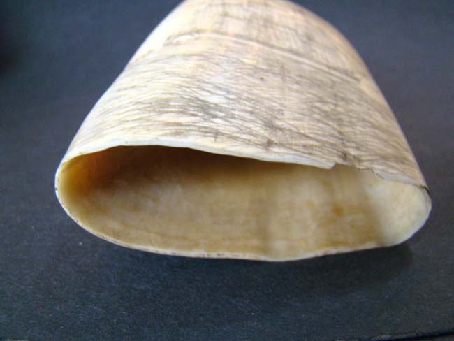 A fine 19th century Scrimshawed Whale's Tooth depicting a whale hunt — image 5